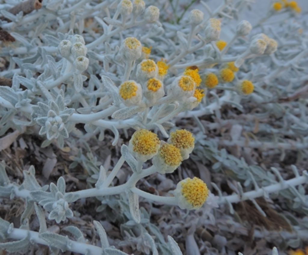 Achillea maritima / Santolina delle spiagge